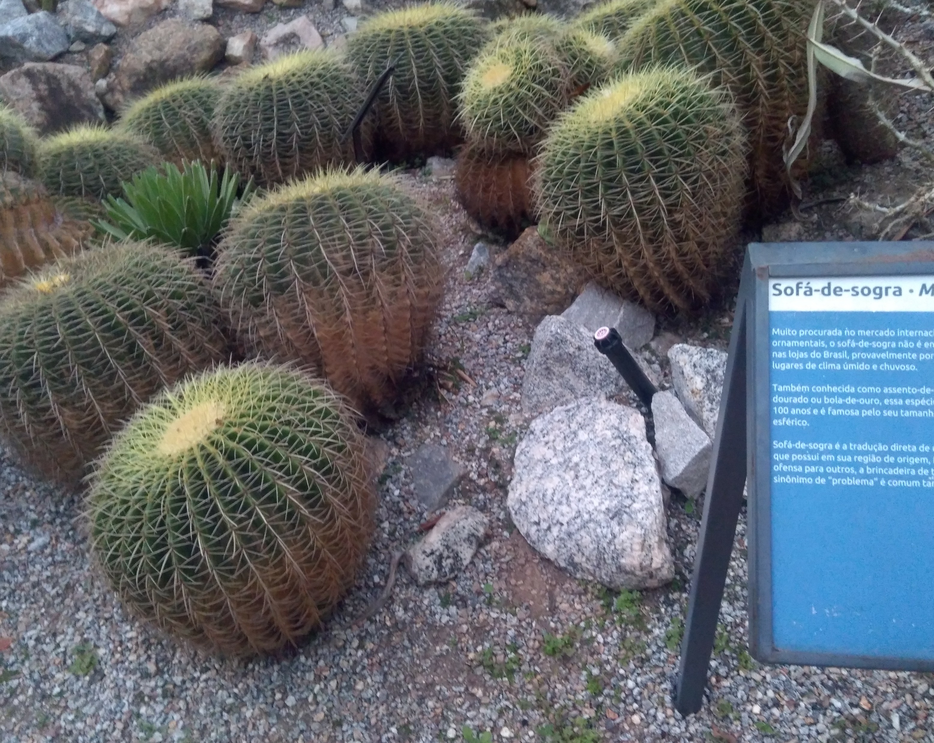 A Visitor’s Guide to the Research and Living Collections at Rio’s Botanical Garden